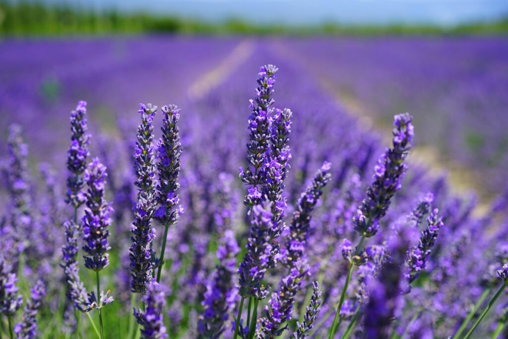 vườn hoa lavender